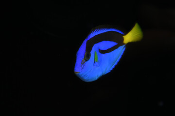 Blue Tang