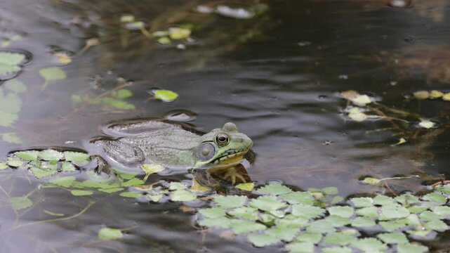 Green Bull Frog on pond