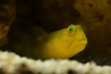 Yellow Watchman Goby