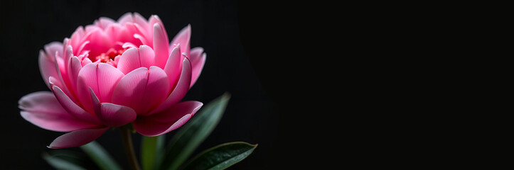 Pink flower on black background with vibrant petals 