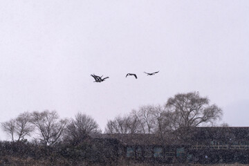 wild ducks and geese flying in the snowy sky