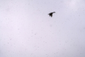 wild ducks and geese flying in the snowy sky