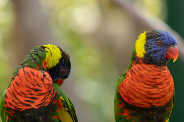 two parrots on a branch