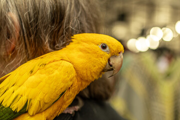 yellow and green macaw