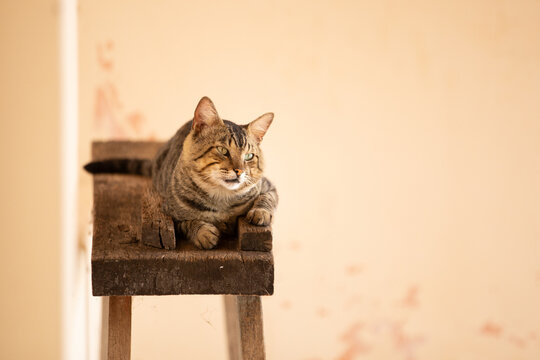 Um gato tigrado, descansando, deitado em um cavalete de pedreiro, de madeira r&uacute;stica.