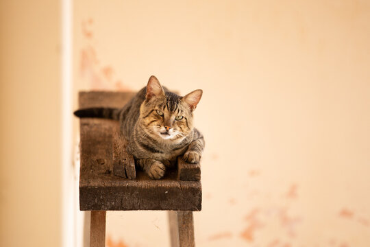 Um gato tigrado, descansando, deitado em um cavalete de pedreiro, de madeira r&uacute;stica.