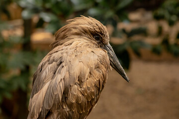 bird of prey