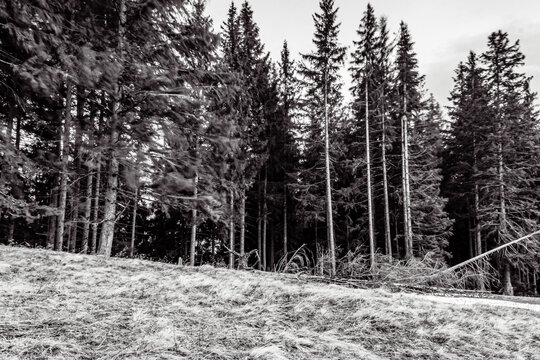 Landscapes - Forest - Europe, Romania, Suceava region 