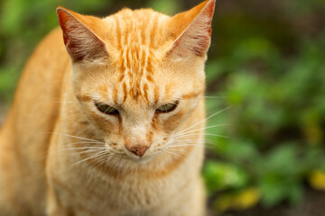 Close up na cara de um gato ruivo com fundo desfocado.