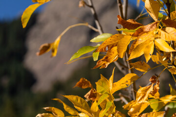 yellow autumn leaves