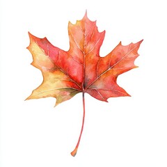 Naklejka premium Watercolor artwork of vibrant red maple leaf nature scene artistic illustration close-up view autumn concept