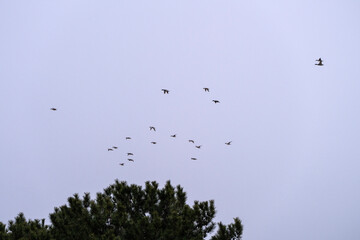 wild ducks and geese flying in the snowy sky
