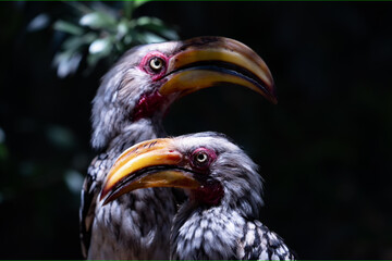 A stunning pair of hornbills is elegantly showcasing their vibrant and colorful plumage in a lush natural setting