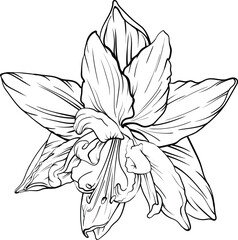 Black and white line illustration of flower hippeastrum on a white background