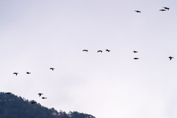 wild ducks and geese flying in the snowy sky