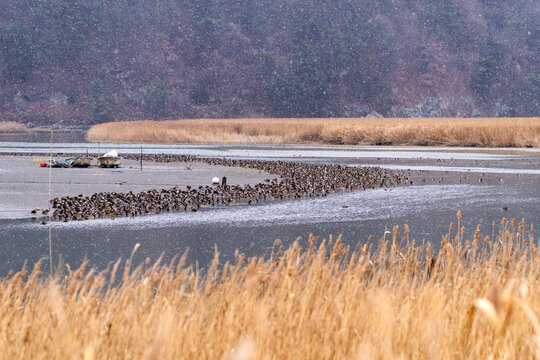 flock of wild ducks at the riverside on the snowy day