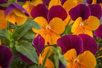 The garden pansy is a type of polychromatic large-flowered hybrid plant cultivated as a garden flower.