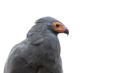 African harrier-hawk, Polyboroides typus, isolated on white background with space for text. Closeup of the upper body and face in profile. A bird of prey also known as the harrier hawk or gymnogene