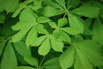 Kastanienbaum mit frische grüne Blätter