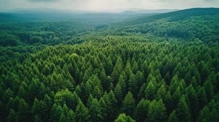 Fototapeta premium Lush Green Forest Landscape with Dense Trees and Rolling Hills Under a Cloudy Sky in an Aerial View