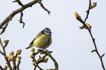 A white tit sits on a budding tree branch.