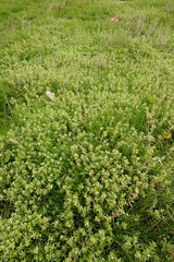 Vertical closeup on an aggregation of New Zealand pigmyweed or swamp stonecrop, Crassula helmsii