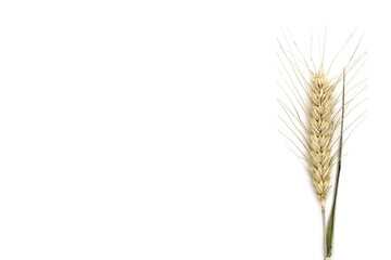 There are ears of wheat on a white background.	