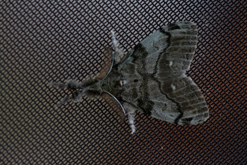 A white-marked tussock moth perched on a screen in Ontario.