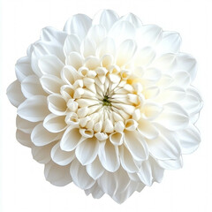 White Chrysanthemum Isolated