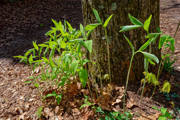 Emerging Solomon's seal plants