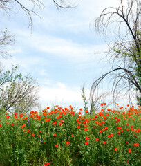 field of poppies