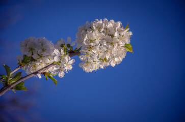 Texture. Cherry blossom tree against blue sky.