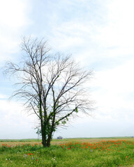 Obraz premium tree in the field