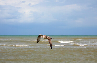 seagull with wide outstretched wings flying above the sea searching for fish to eat