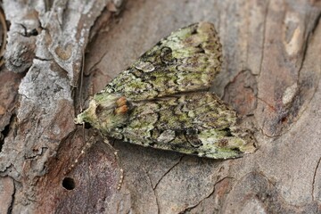 Closeup on a Green Arches owlet moth, Anaplectoides prasina, sitting on wood