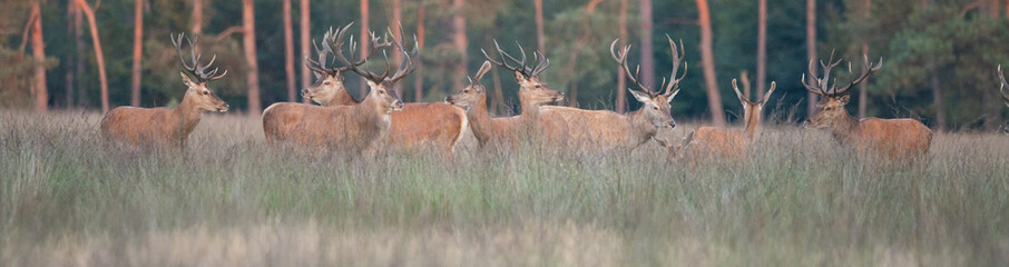 Large group of red deer at the Veluwe in the Netherlands