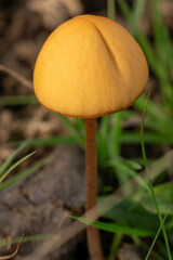 close-up of a brown dunce cap mushroom