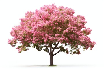 Spring tree outdoors blossom nature.