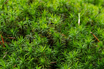closeup of starry thyme-moss in the forest
