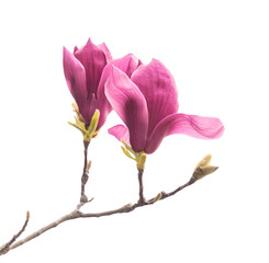 Fototapeta premium pink magnolia flower spring branch isolated on white background