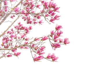 pink magnolia flower spring branch isolated on white background