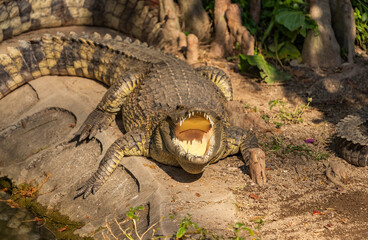 Obraz premium Crocodiles with open jaws. The relax of mugger crocodile