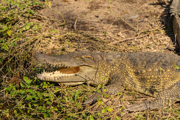 Crocodiles with open jaws. The relax of mugger crocodile