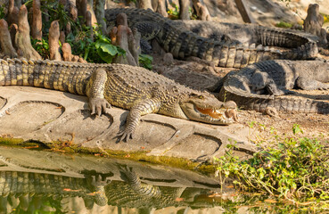 Crocodiles with open jaws. The relax of mugger crocodile