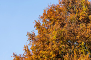 leaves of Metasequoia, autumn landscape