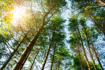 Spring landscape, spring tree tops against blue sky, spring forest landscape scene