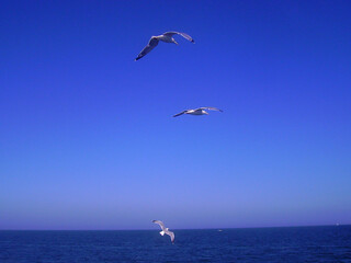 Drei Möwen fliegen vor strahlend blauem Himmel über das Meer