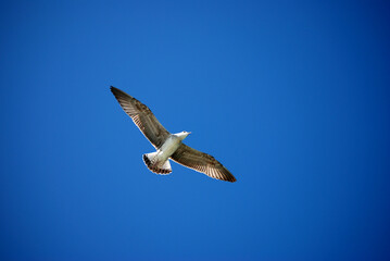 Eine Möwe fliegt vor strahlend blauem Himmel