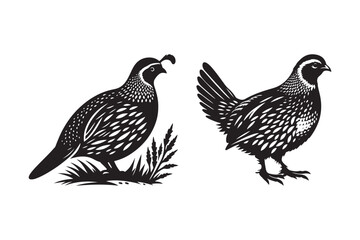 Obraz premium Detailed Quail Bird Silhouette Vector for Nature-Themed Designs