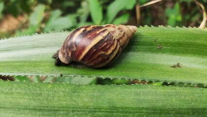 snails are relaxing on the pineapple tree